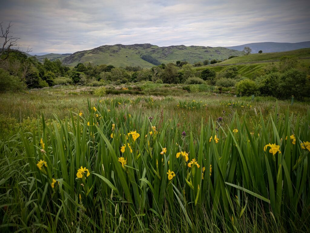 Yellow Flag Irises